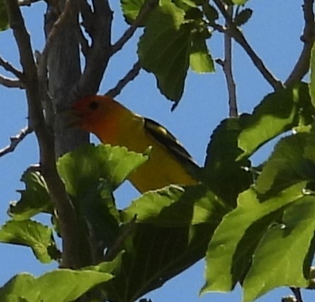 Western Tanager - ML618236493