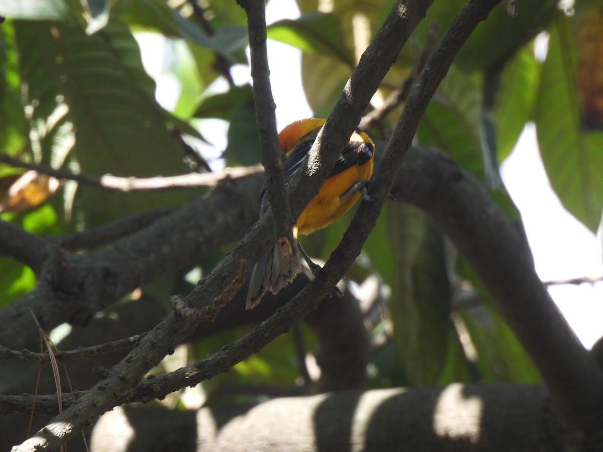 Altamira Oriole - María Eugenia Paredes Sánchez