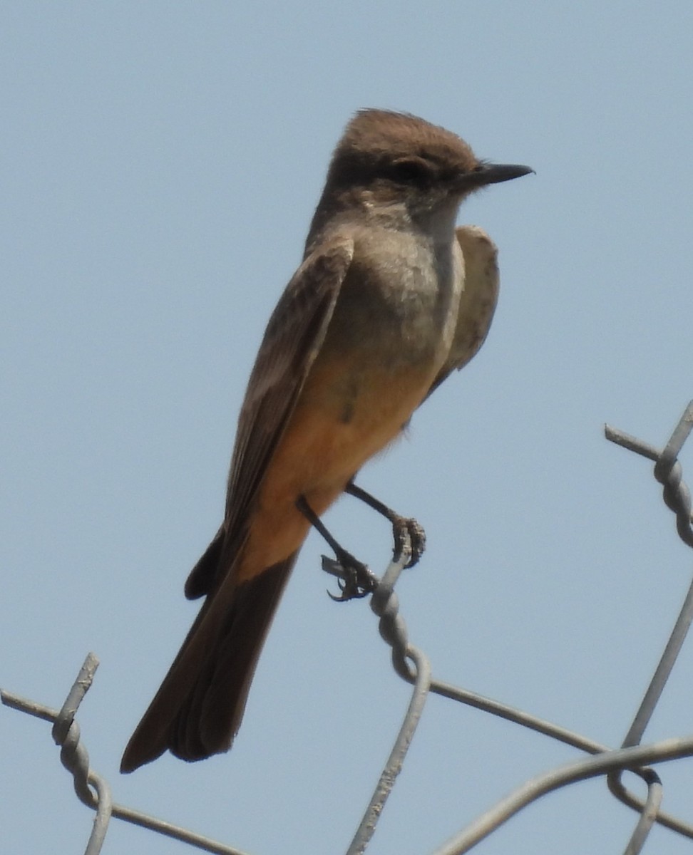 Say's Phoebe - ML618236515