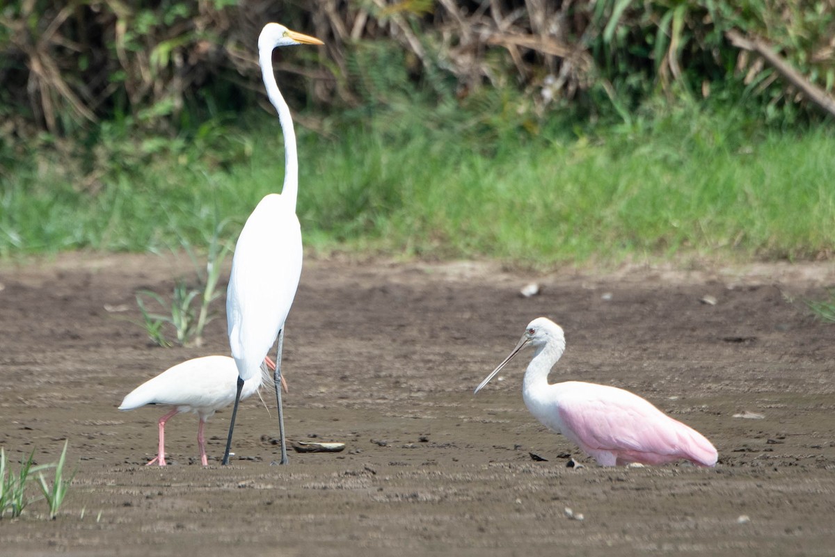 Roseate Spoonbill - Andrea Heine