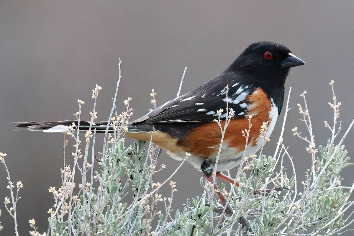 Spotted Towhee - Steve Parker