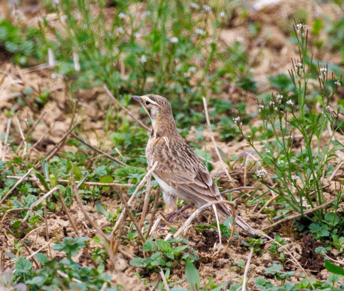 Horned Lark - Russell Lamb