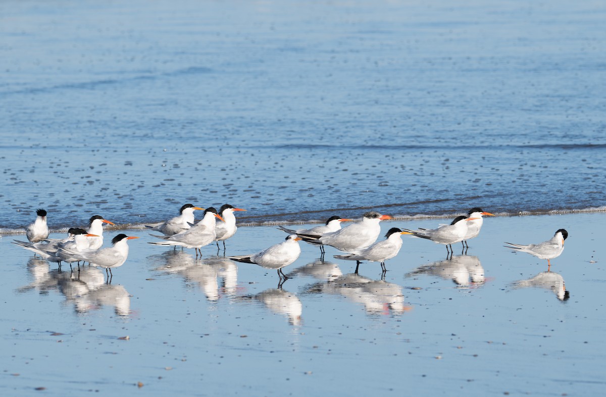 Royal Tern - ML618236582