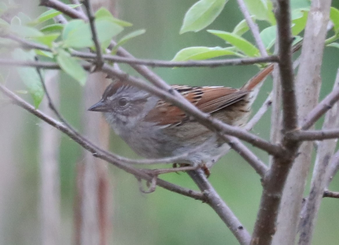 Swamp Sparrow - Joshua Stafford