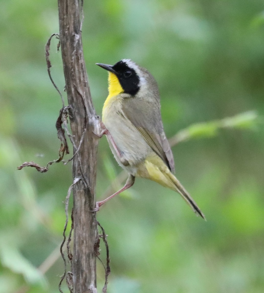 Common Yellowthroat - ML618236612