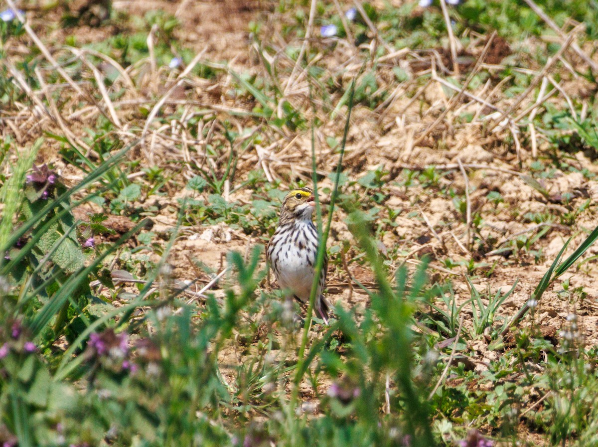 Savannah Sparrow - ML618236623