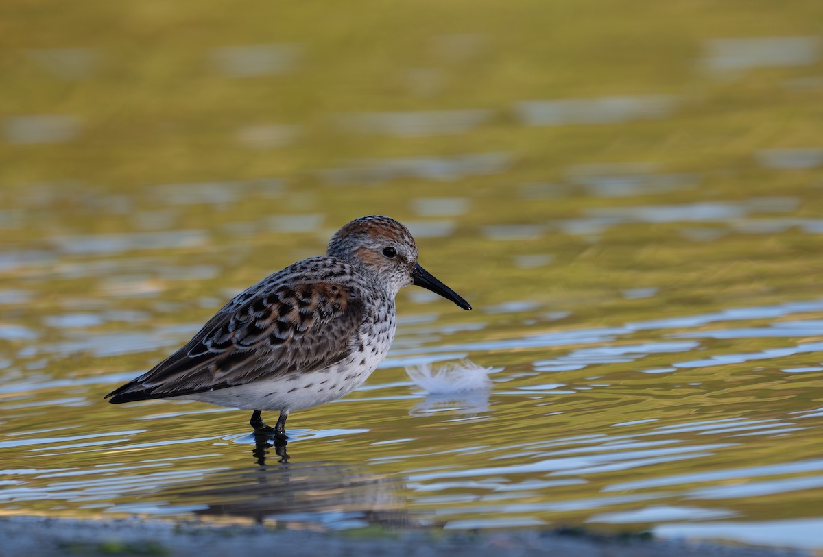 Bergstrandläufer - ML618236678