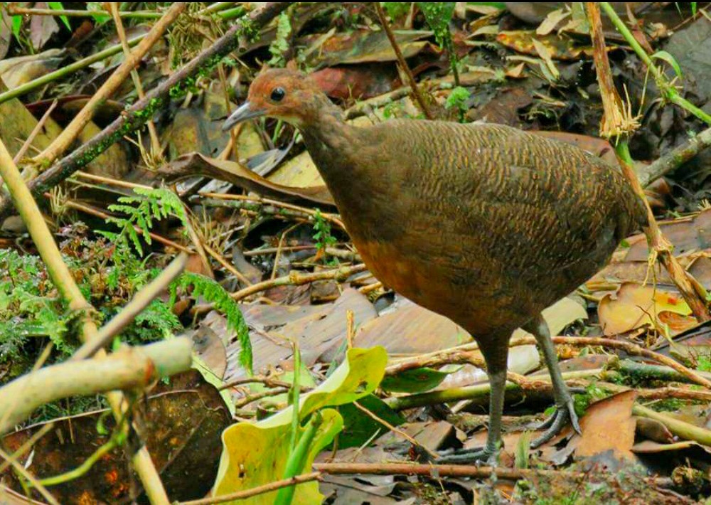 Tinamou à tête rousse - ML618236689