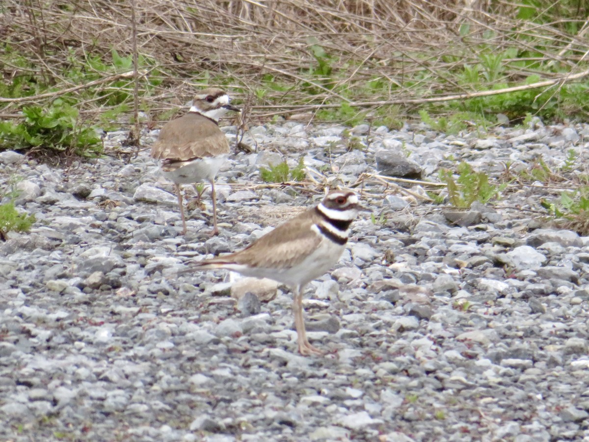 Killdeer - Christine Cote