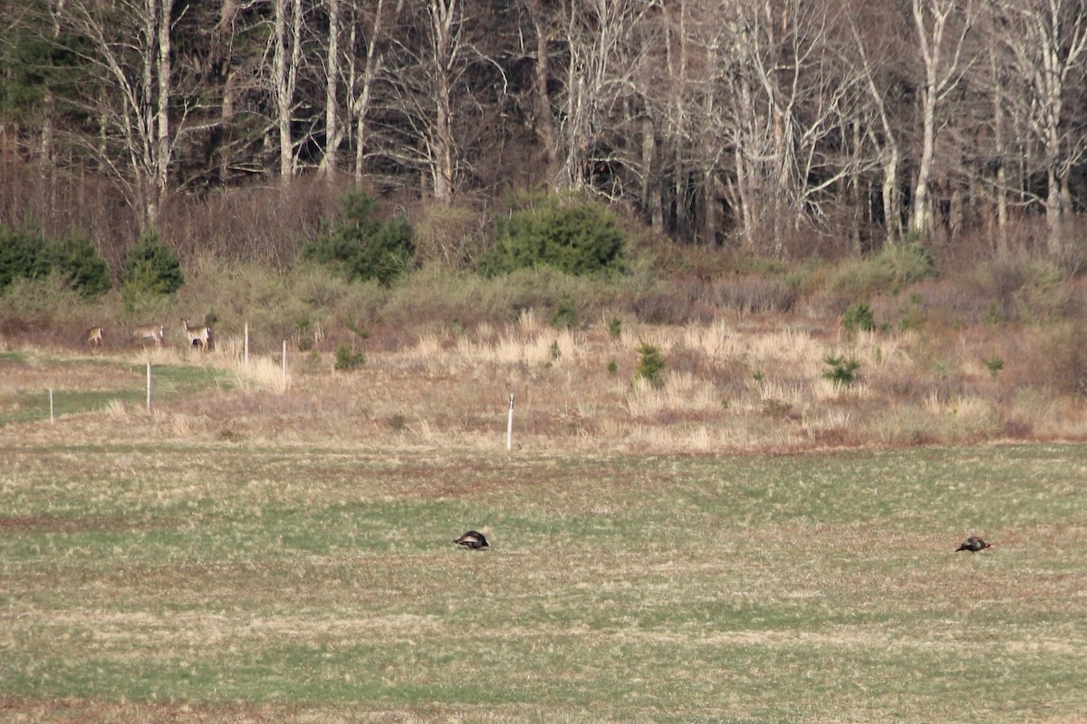 Wild Turkey - Martha Huestis