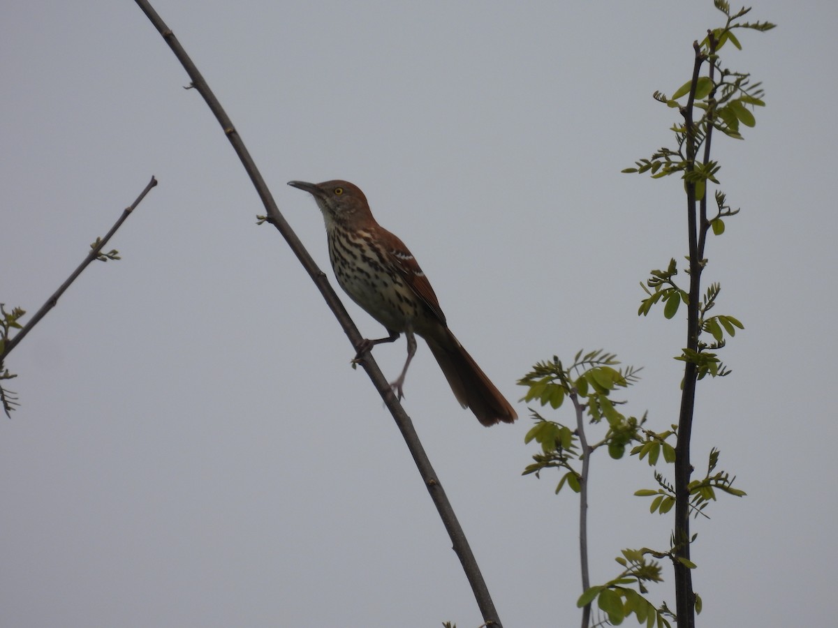 Brown Thrasher - Laura Minnich