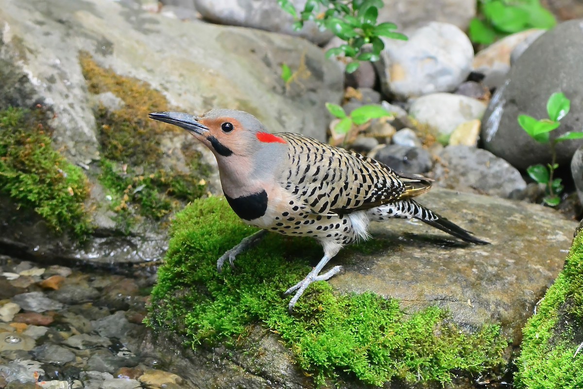 Northern Flicker - Seth Honig