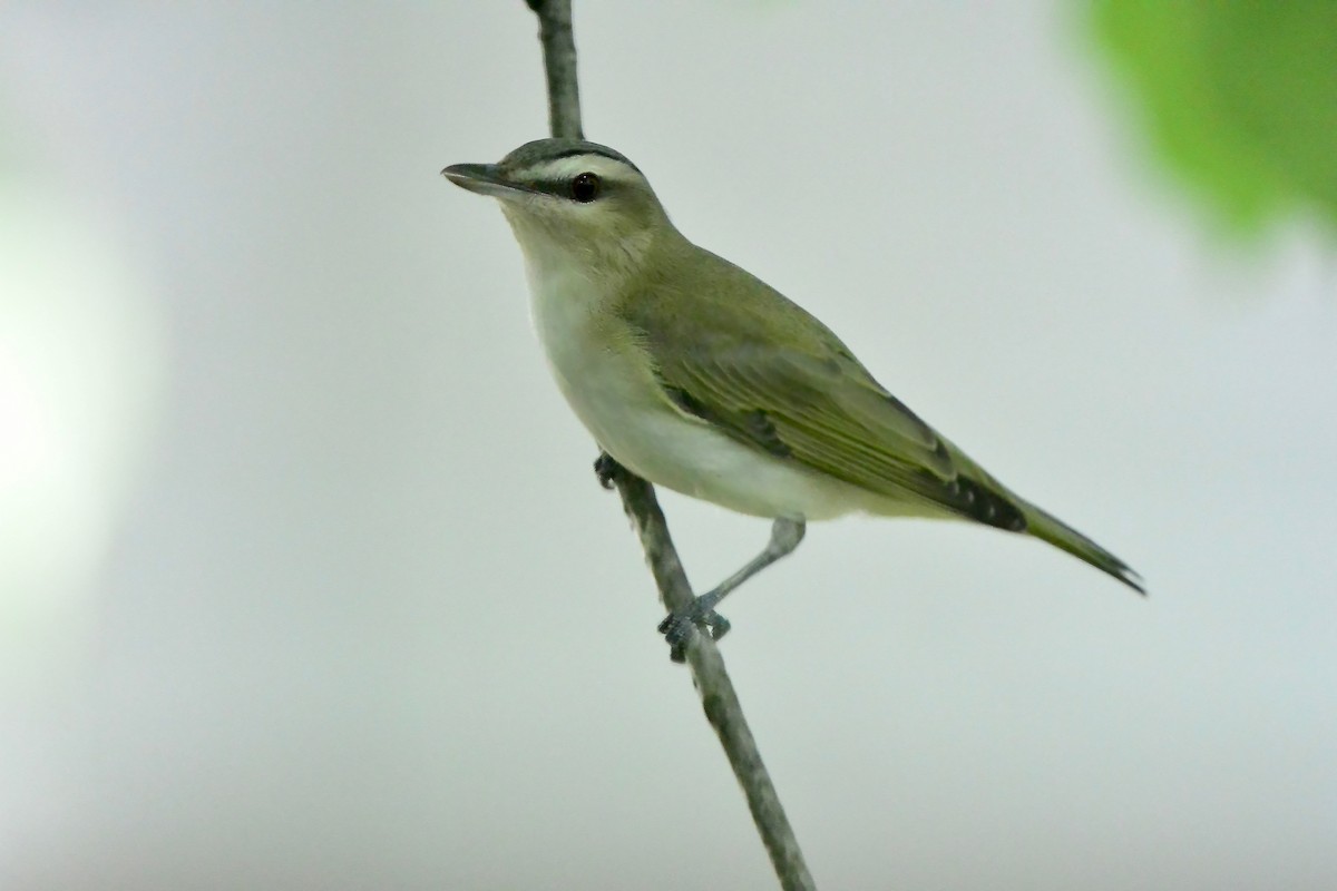 Red-eyed Vireo - Seth Honig