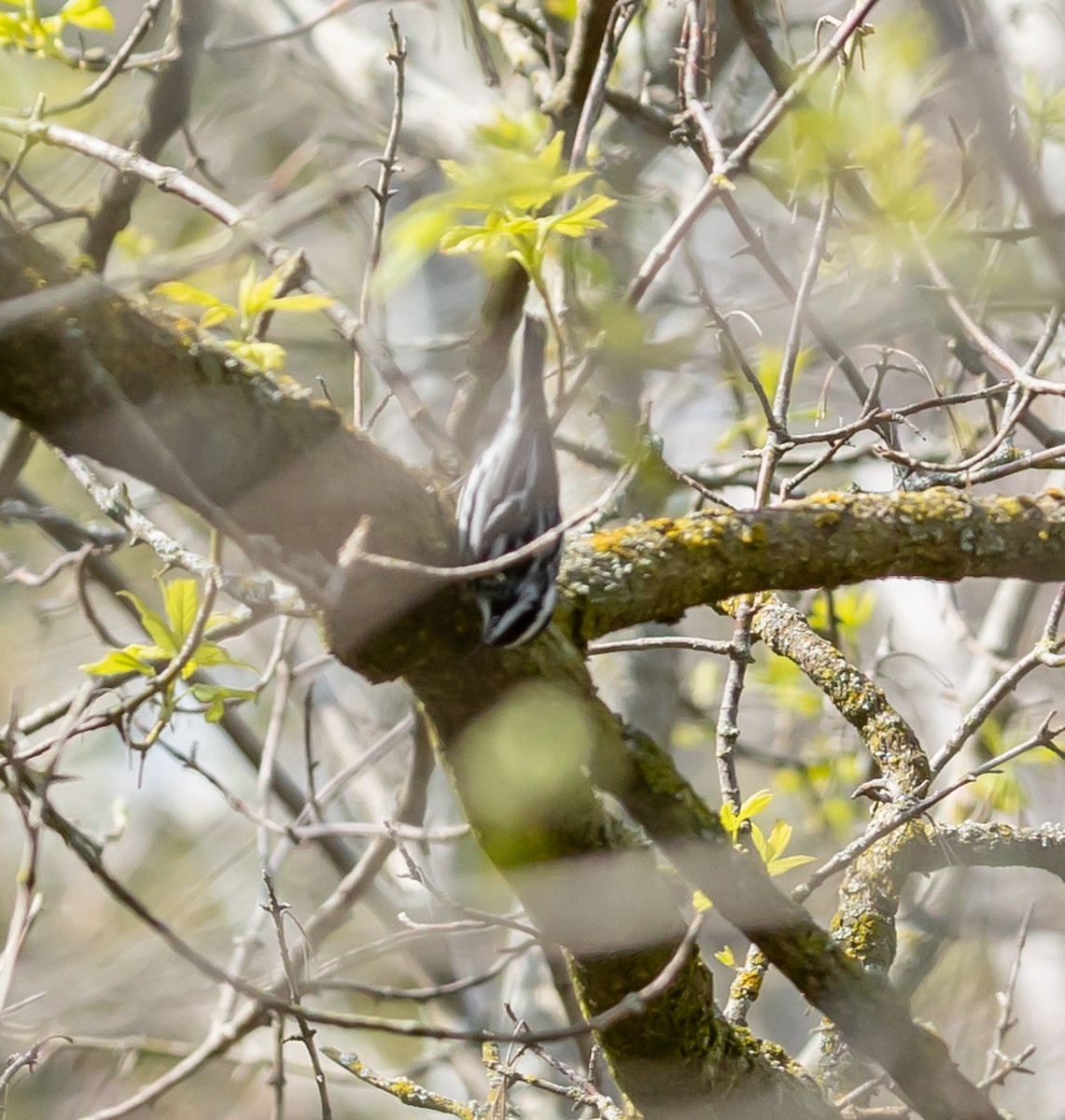 Black-and-white Warbler - Hin Ki  & Queenie  Pong