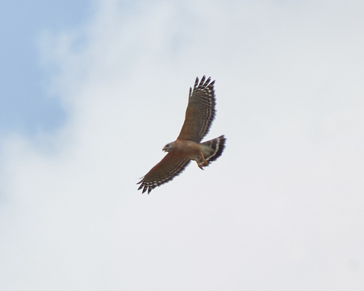 Red-shouldered Hawk - ML618236785