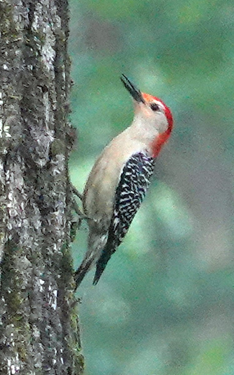 Red-bellied Woodpecker - Doug Wassmer