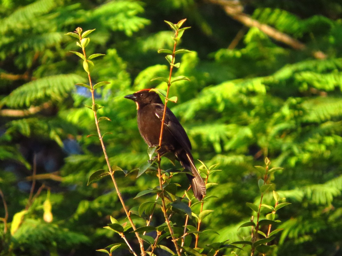 Flame-crested Tanager - ML618236806