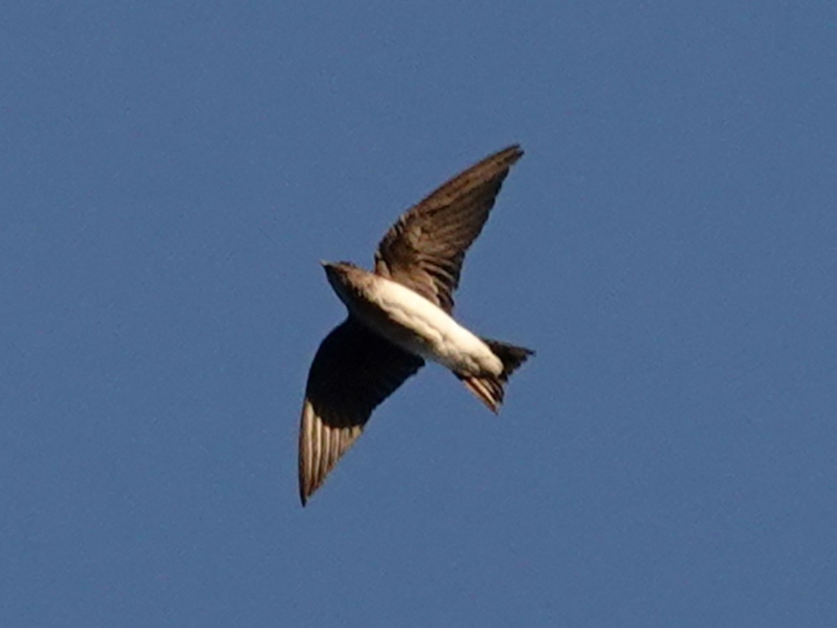 Gray-breasted Martin - Barry Reed