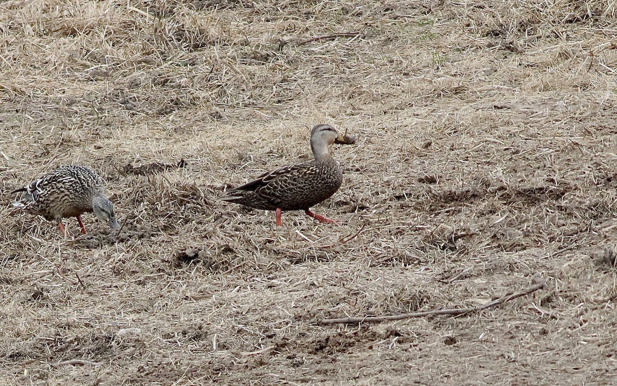 Mottled Duck - Carlos  Pedro