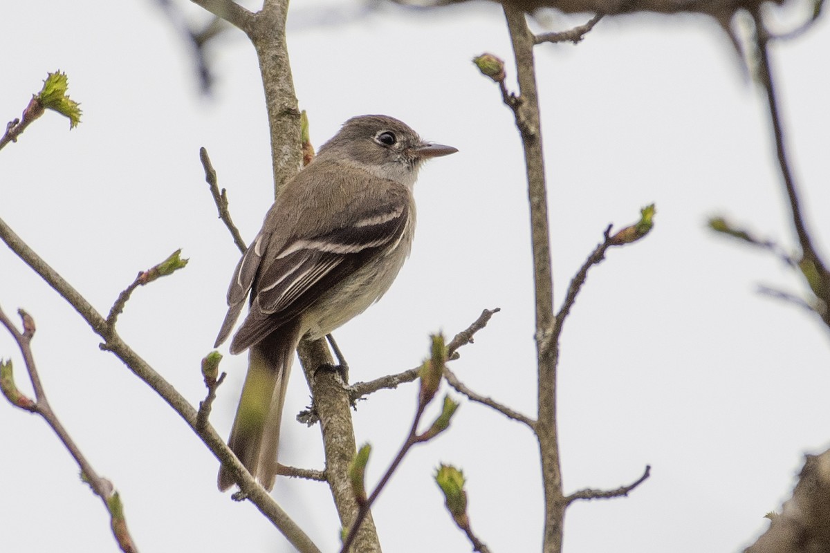 Empidonax sp. - Christy Hibsch