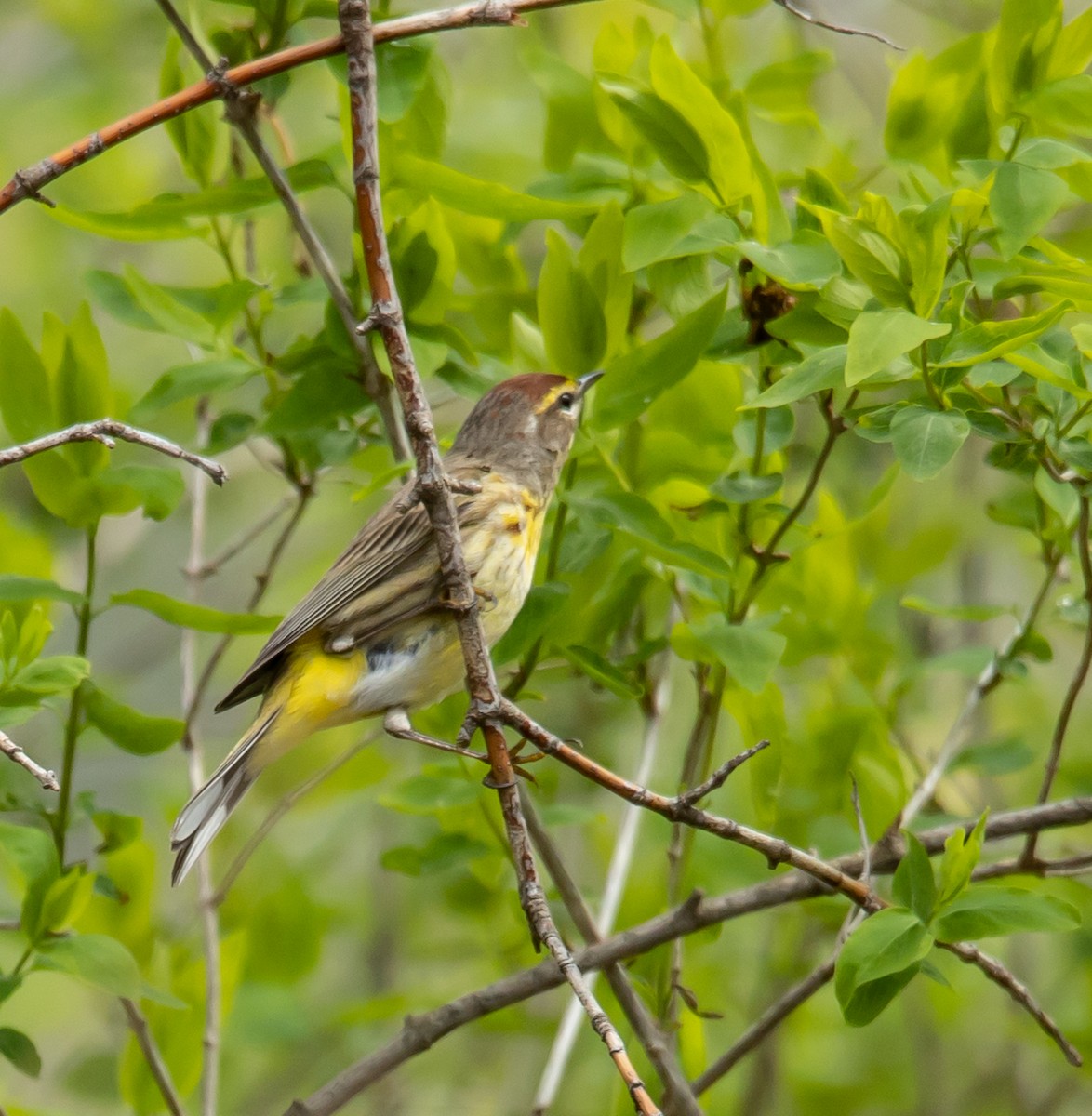 Palm Warbler - Hin Ki  & Queenie  Pong