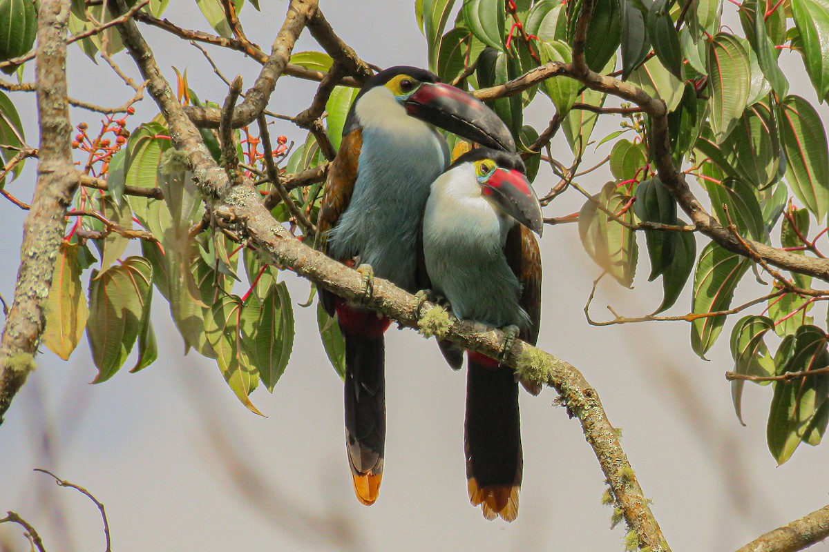 Black-billed Mountain-Toucan - luis felipe quintero contreras