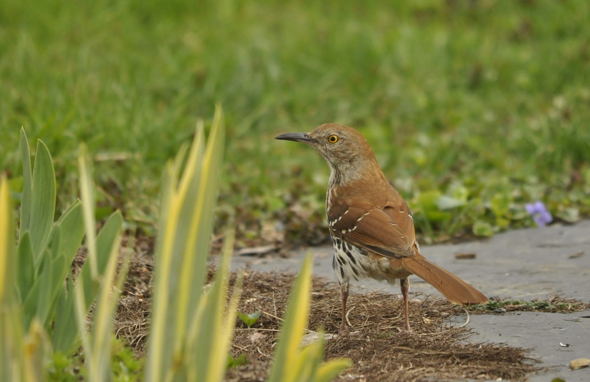 Brown Thrasher - Jerry Hiam