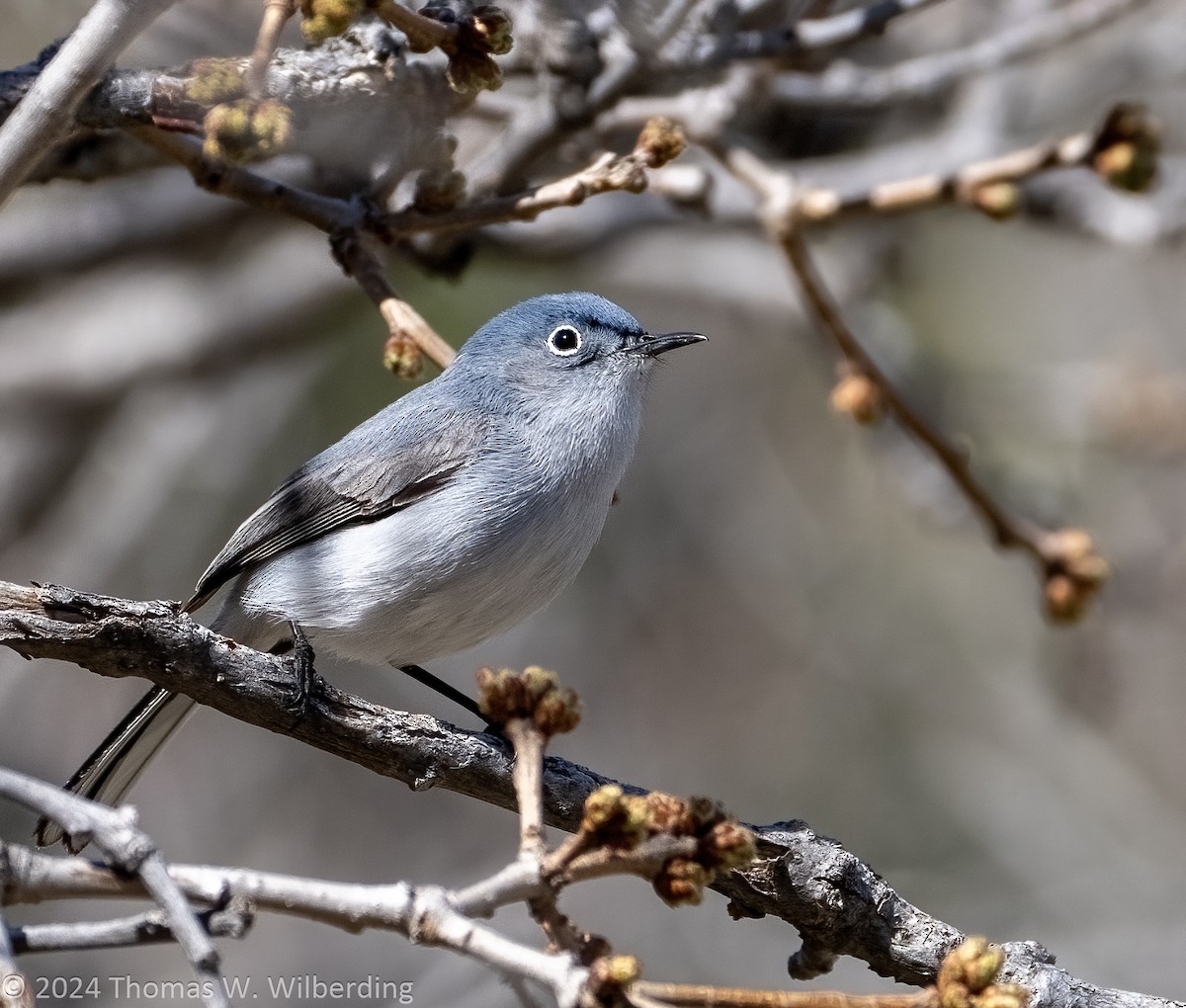 Blue-gray Gnatcatcher - Tom Wilberding