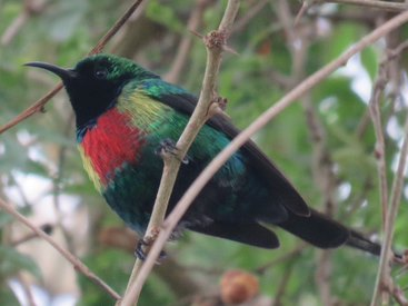 Beautiful Sunbird - david karr