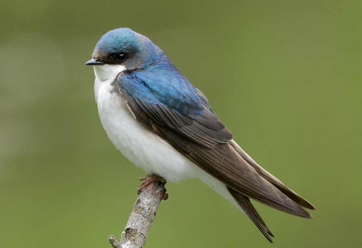 Tree Swallow - Linda Ankerstjerne Olsen