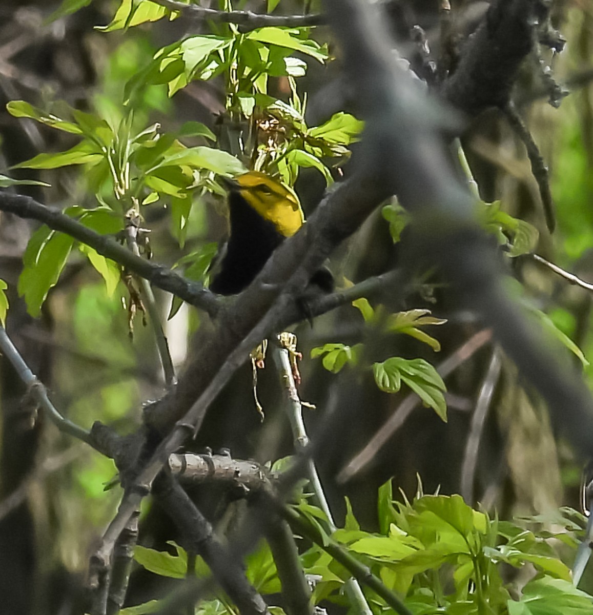 Black-throated Green Warbler - Hin Ki  & Queenie  Pong