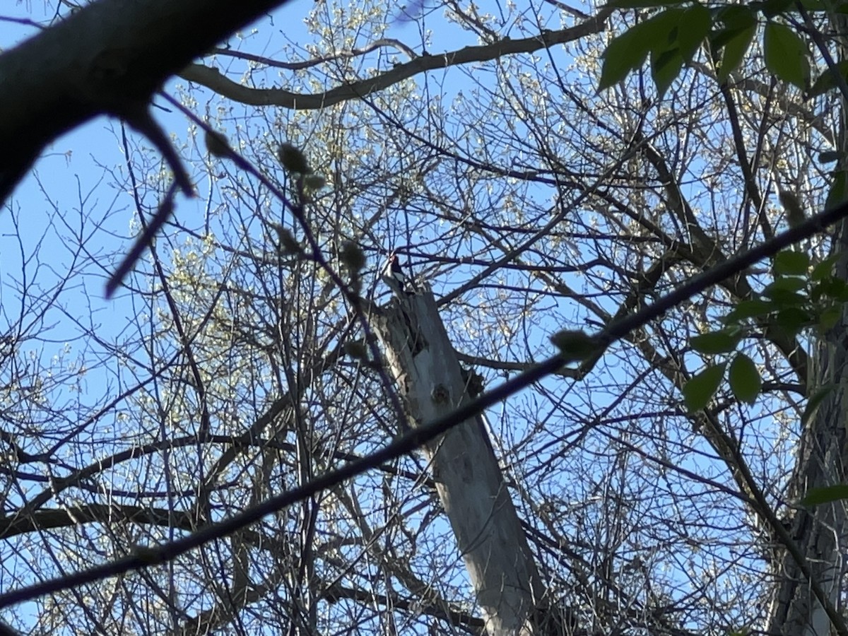 Red-headed Woodpecker - ML618236978