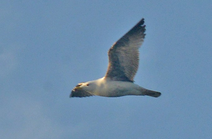 Gaviota Patiamarilla - ML618236979