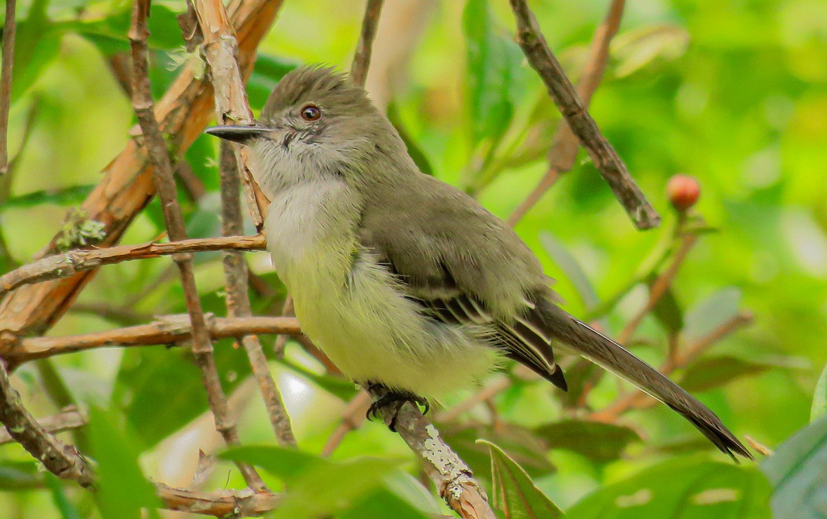 Pale-edged Flycatcher - luis felipe quintero contreras