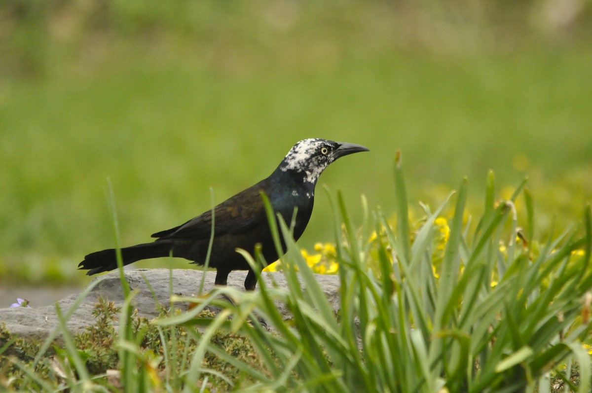 Common Grackle - Jerry Hiam