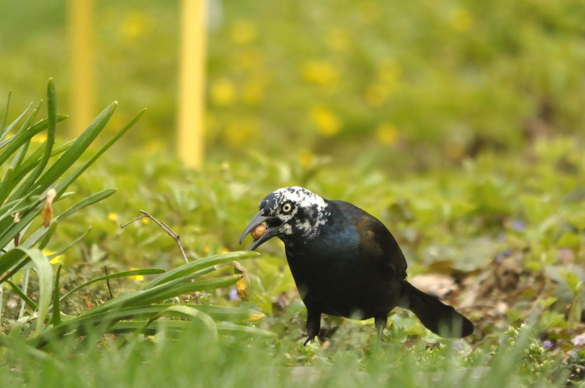 Common Grackle - Jerry Hiam