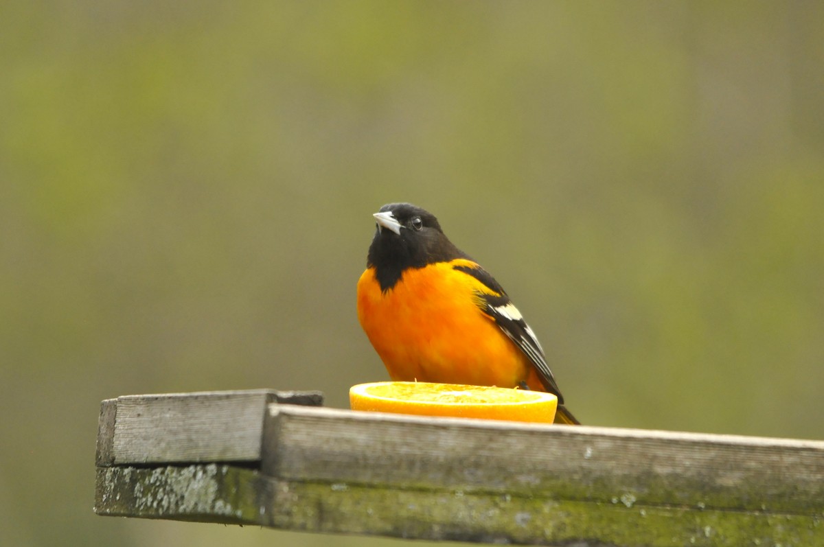 Baltimore Oriole - Jerry Hiam