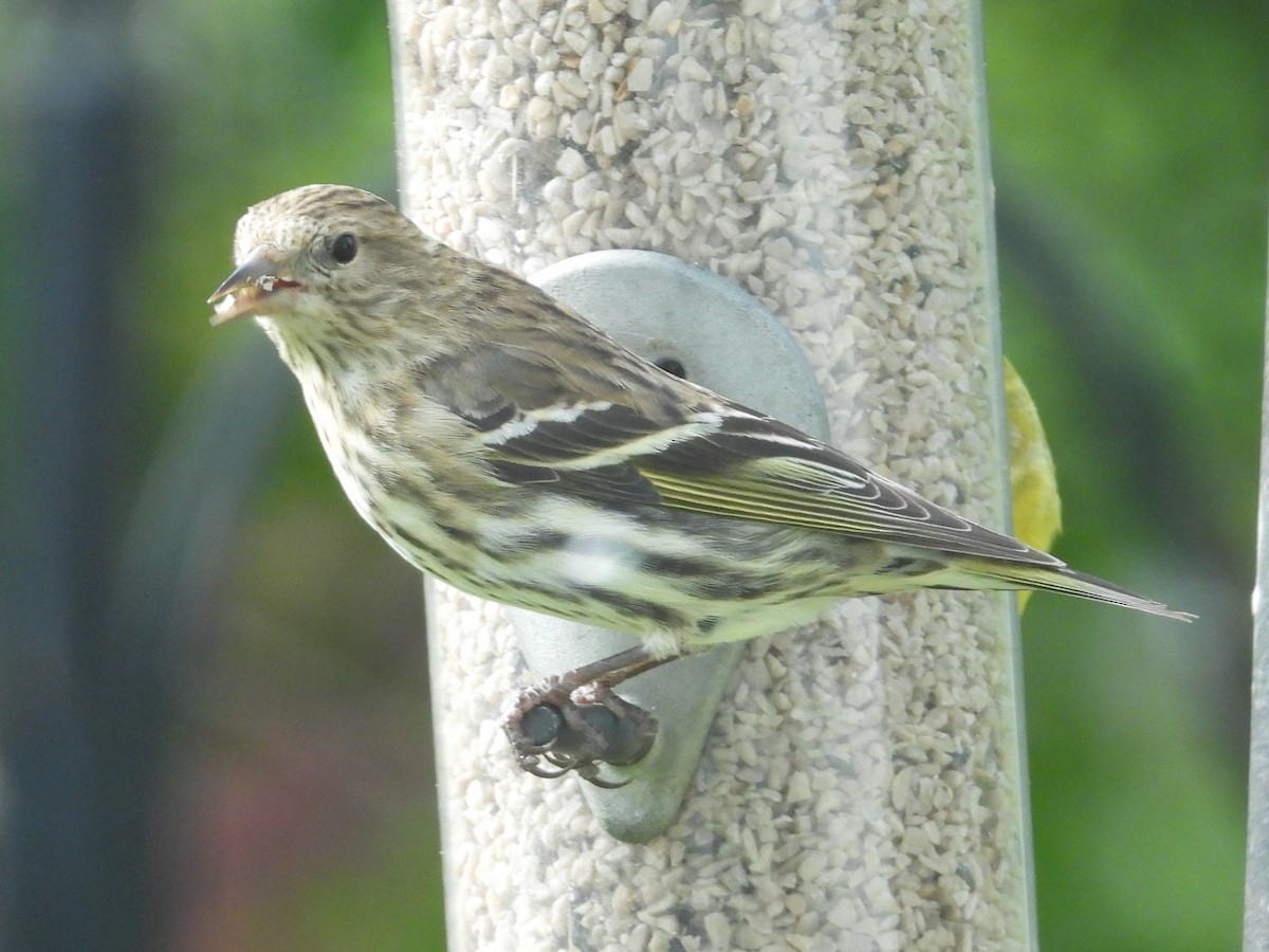 Pine Siskin - ML618236999