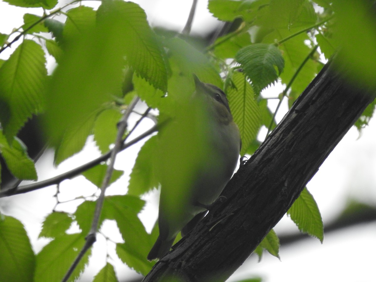 Red-eyed Vireo - Isaiah Craft