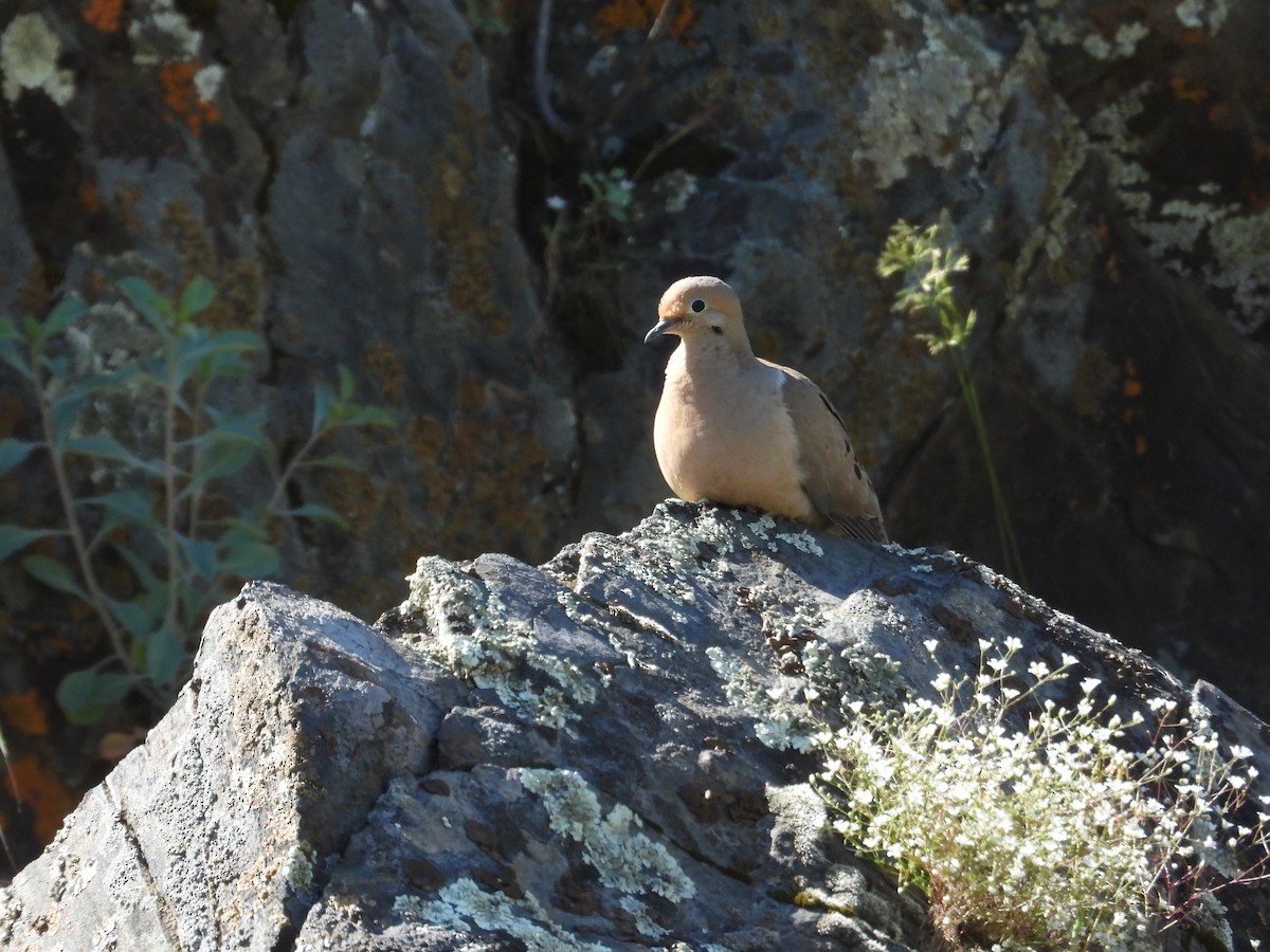 Mourning Dove - Mark Donahue