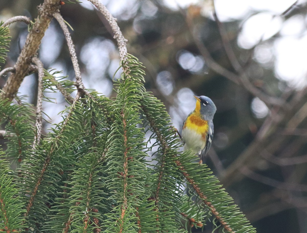 Northern Parula - Pam Illig