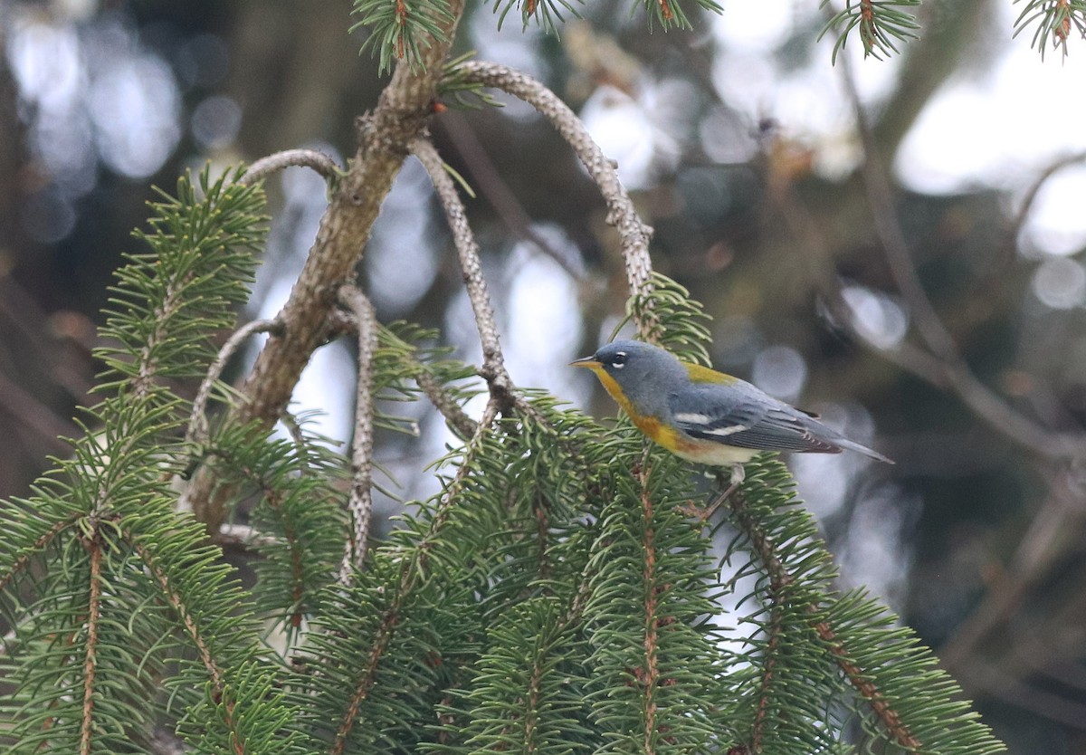 Northern Parula - Pam Illig