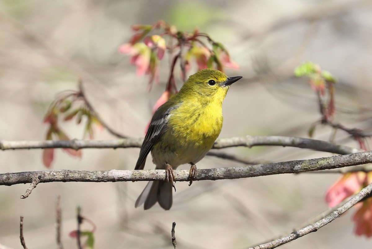 Pine Warbler - Jordan Parham