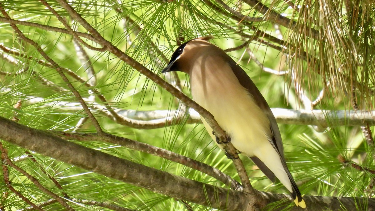 Cedar Waxwing - Kaia Greenberg