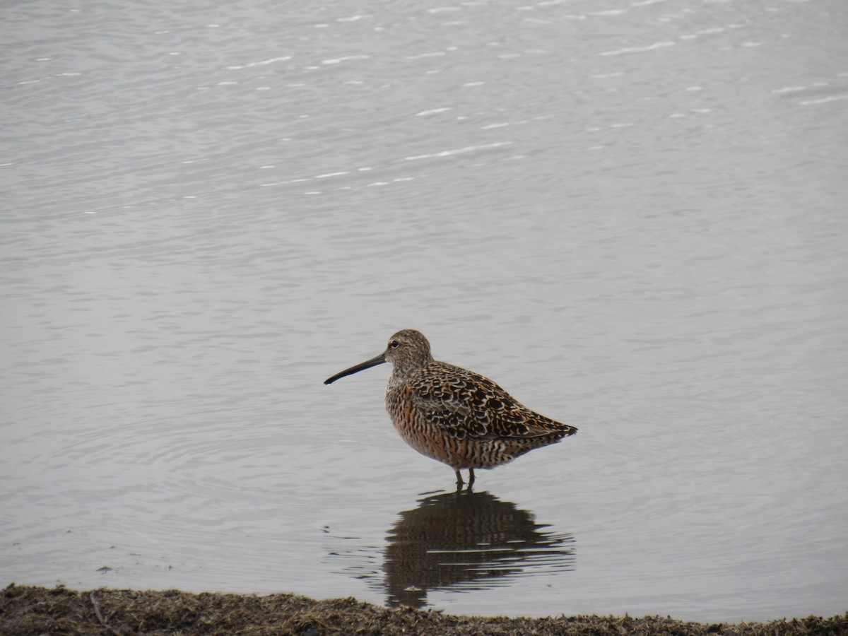 Long-billed Dowitcher - ML618237045