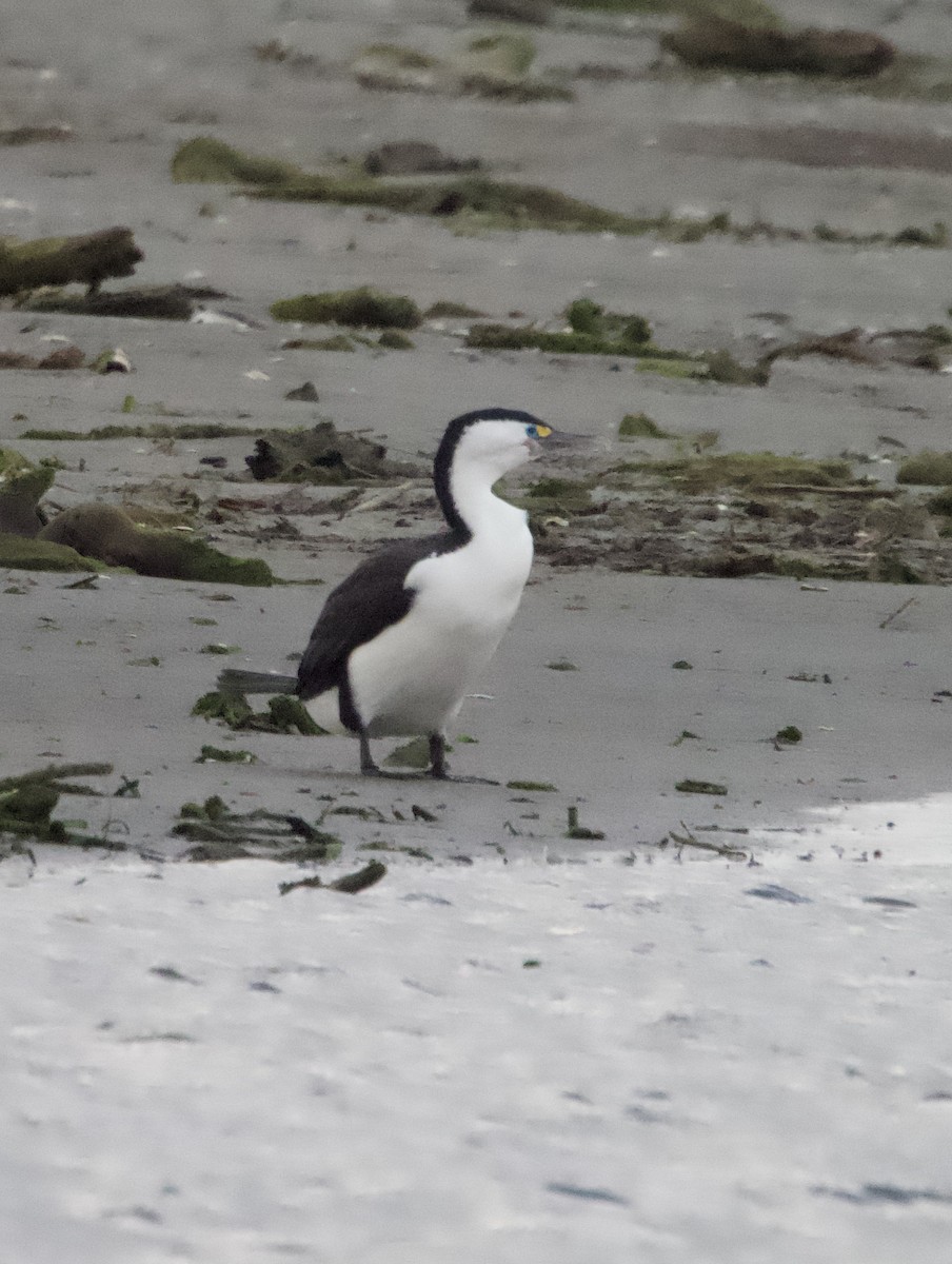 Pied Cormorant - Yvonne van Netten