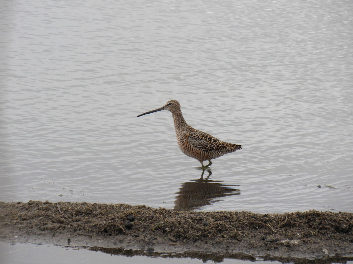 Long-billed Dowitcher - Allison Kluver