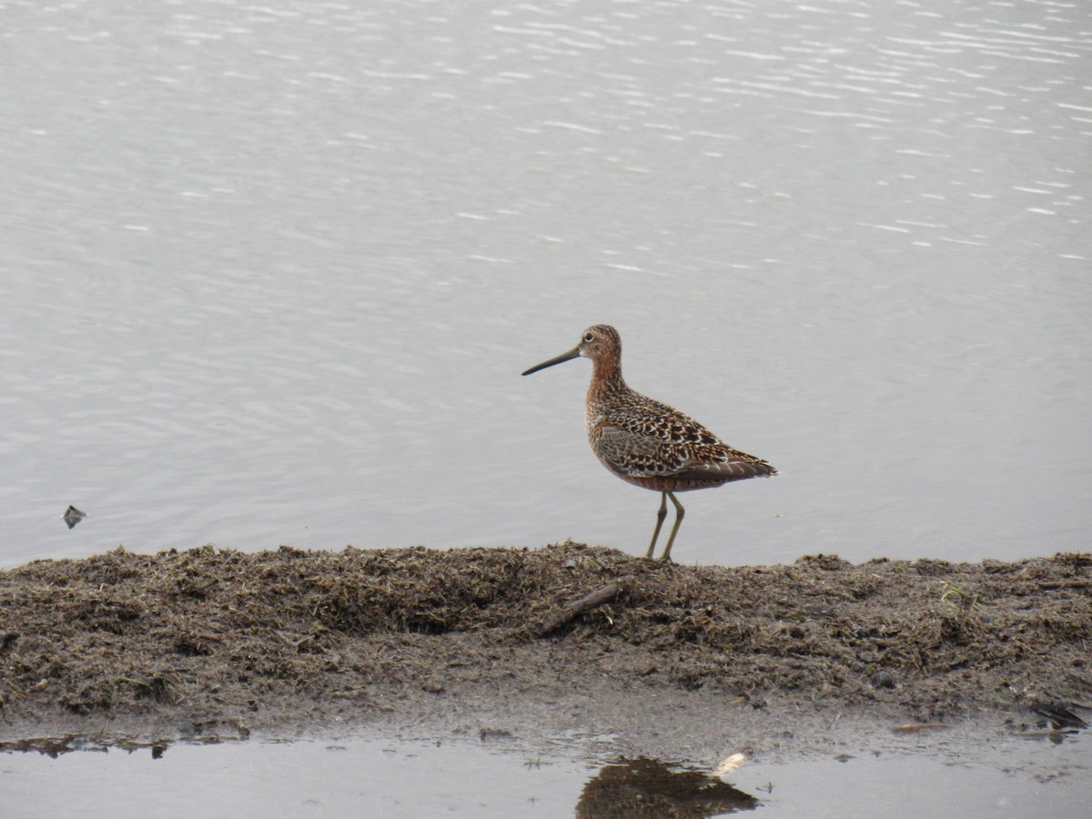 Long-billed Dowitcher - Allison Kluver