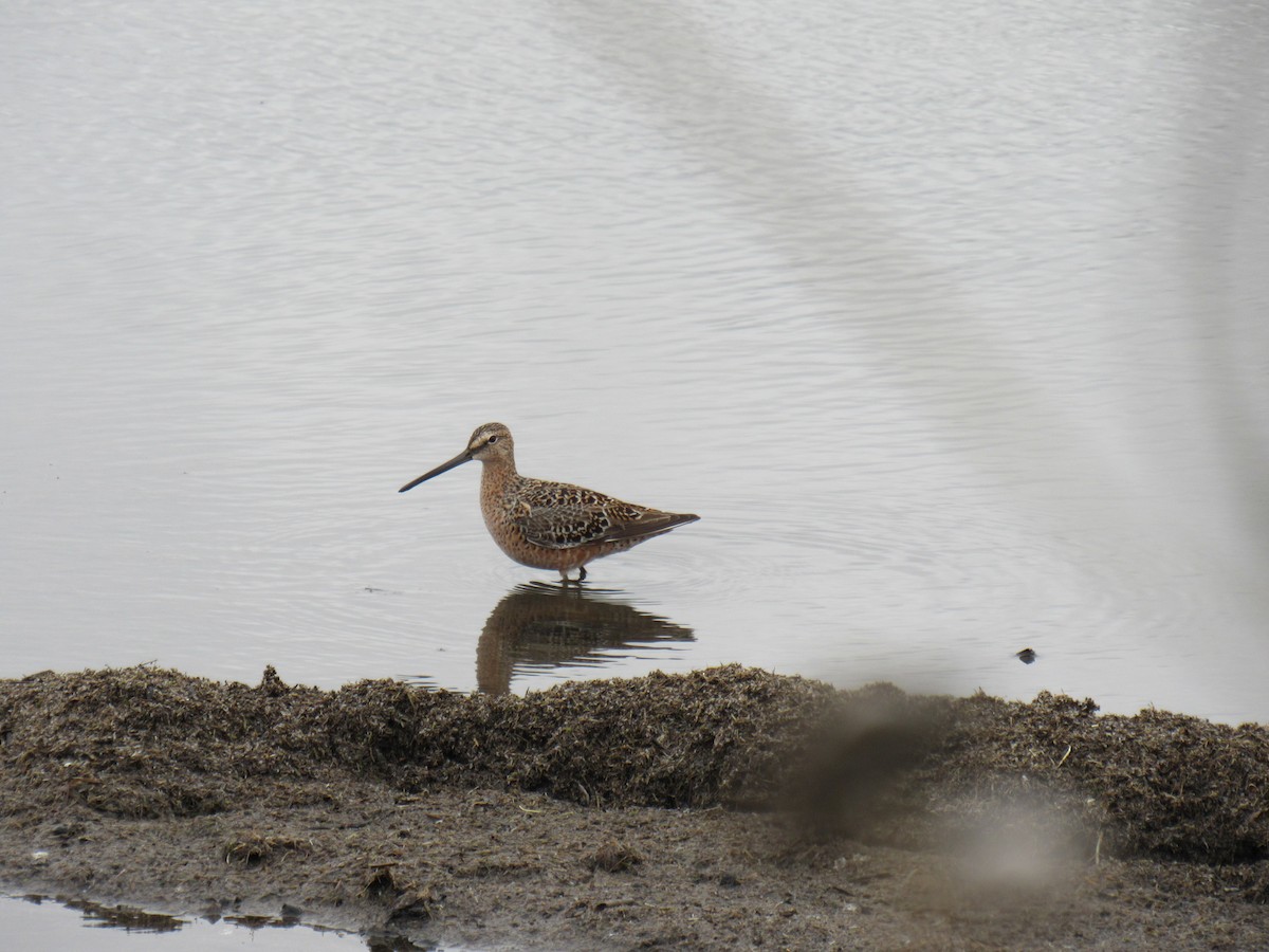 Long-billed Dowitcher - ML618237054