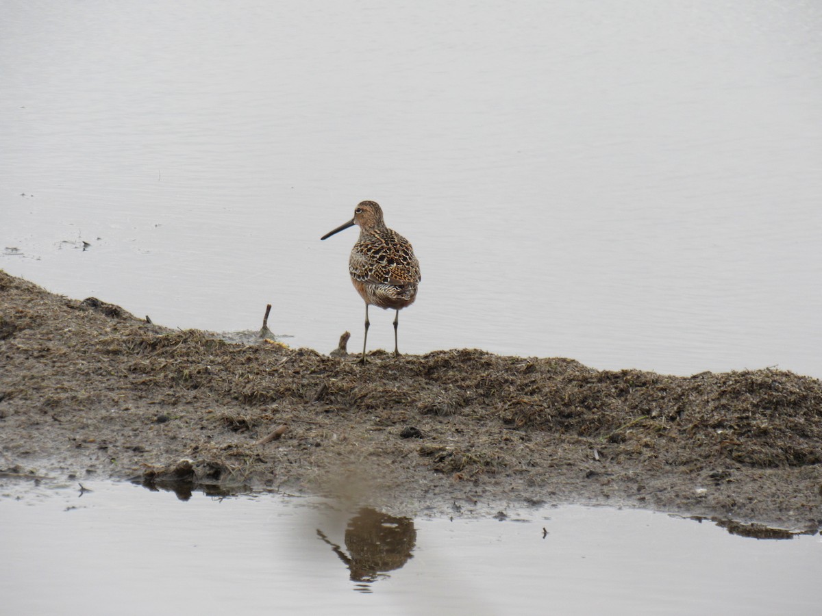 Long-billed Dowitcher - ML618237055